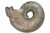 Iridescent, Pyritized Ammonite (Quenstedticeras) Fossil - Russia #336209-1